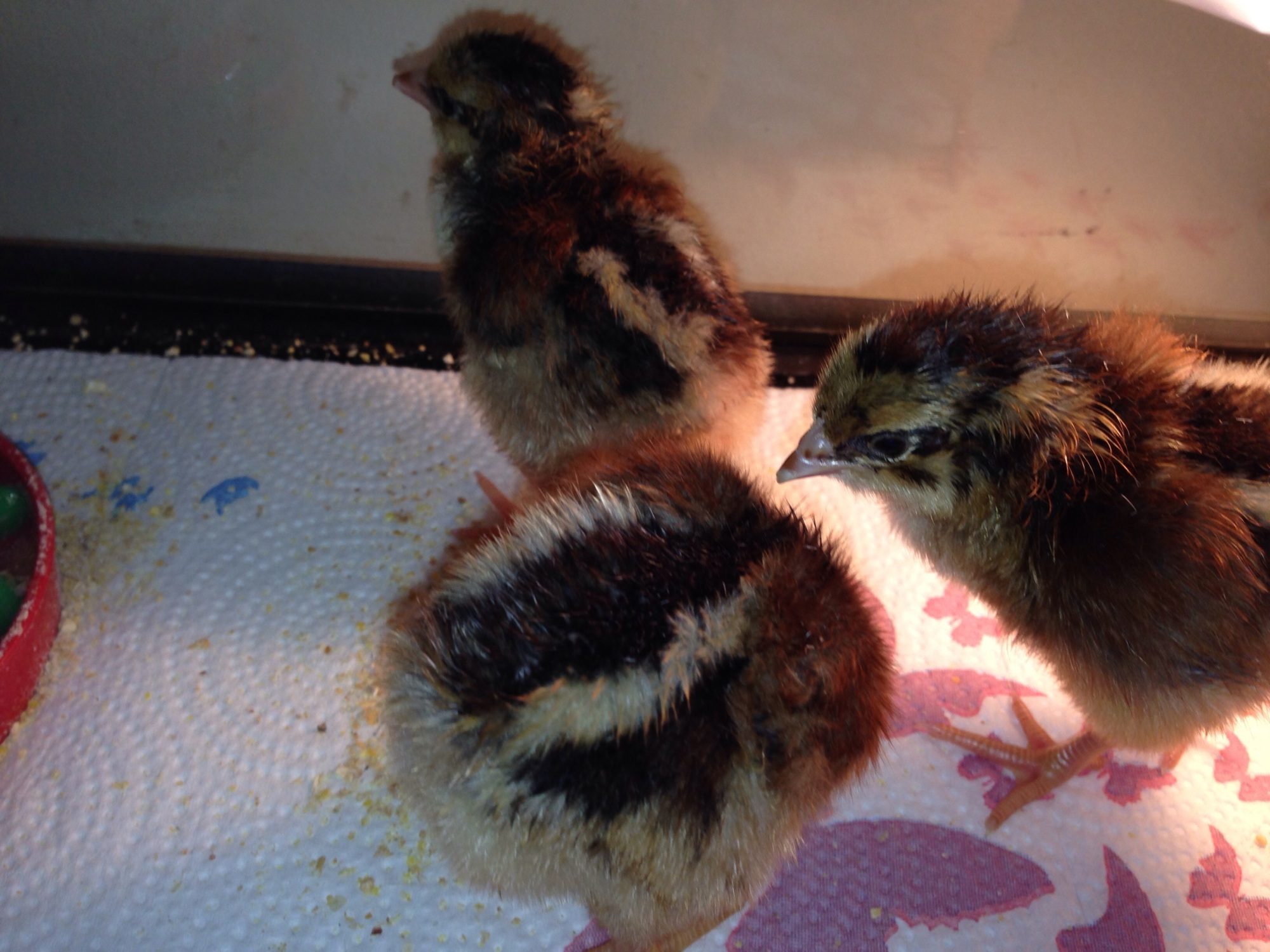 MG] My new chicks. 4 barnevelder chicks hatched yesterday morning.